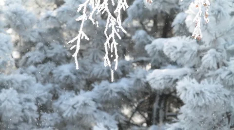 Snow-covered branch in sun beams. Stock Footage 1086272