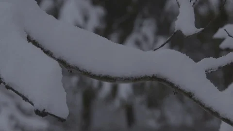 Snow covered branch tight 動画素材 87478138