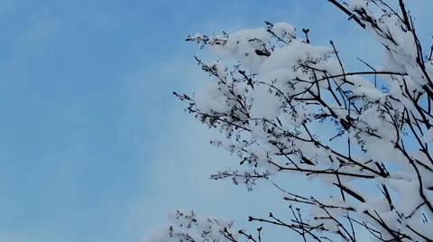 Snow-covered branch of a tree against the bright blue sky. Stock Footage 67584641