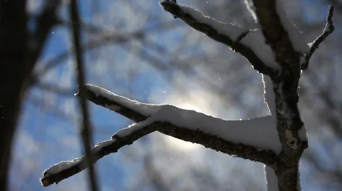 Snow-covered branch of a tree in the rays of a bright winter sun Video stock 62948801