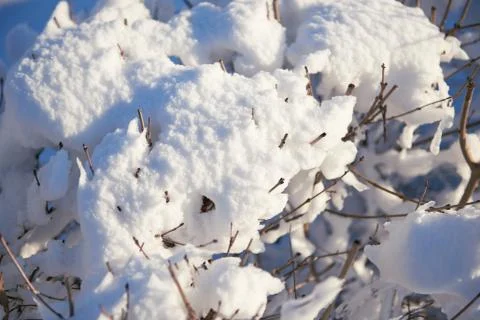 Snow covered branches as abstract background or winter landscape Stock Photos