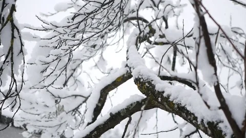 Snow covered branches and trees. Video stock 85247344
