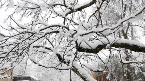Snow covered branches and trees. 库存影片 85429519