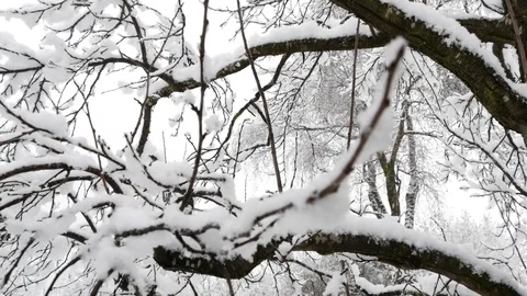 Snow covered branches and trees. Video stock 85429961