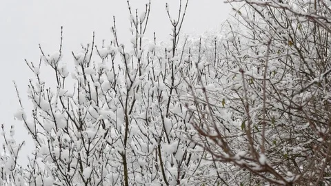 Snow covered branches and trees. 库存影片 85430113