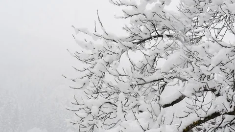 Snow covered branches and trees. 库存影片 85433612