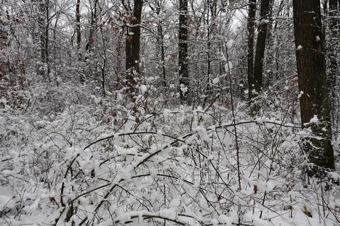 Snow covered branches and trees in winter forest Stock Photos