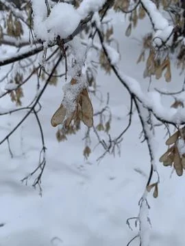 Snow-covered branches on a background of snow. Stock Photos