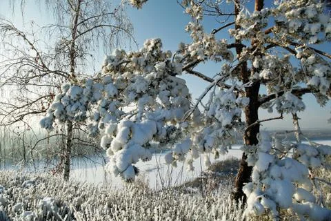 Snow-covered branches on a background of a winter river Foto stock