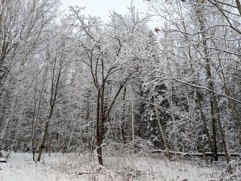 Snow Covered Branches of Bare Trees in Dense Winter Forest Stock Photos