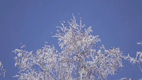 Snow-covered branches from below 스톡 동영상 101237498