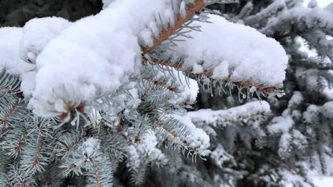 Snow-covered branches of a blue spruce tree in a winter park close-up Stock Footage 298562936