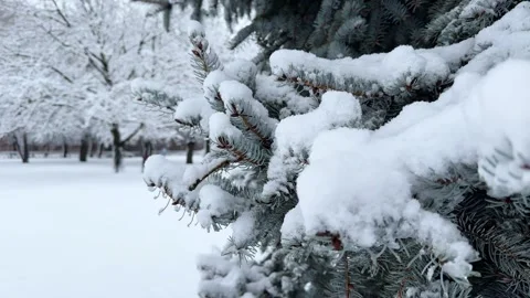 Snow-covered branches of a blue spruce tree in a winter park Stock Footage 298562944