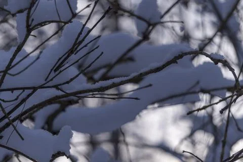 Snow-covered branches on a blurred background Stock Photos