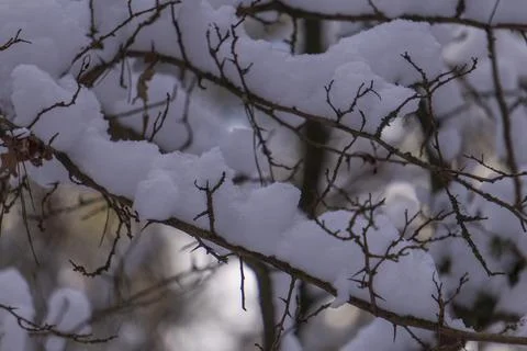 Snow-covered branches on a blurred background Stock Photos