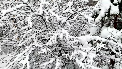 Snow covered branches of bushes snowfall 스톡 동영상 302787372