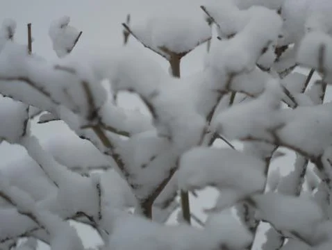 Snow covered branches on a cold winter day Stock Photos