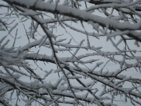 Snow covered branches on a cold winter day Stock Photos