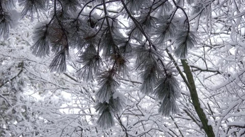 Snow-covered branches of a coniferous tree in the forest. Video stock 167555794