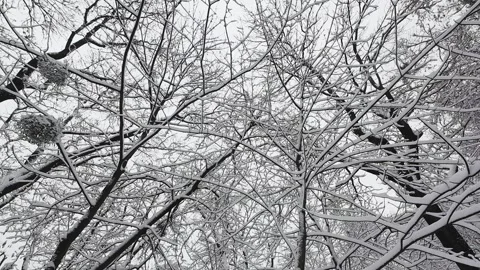 Snow-covered branches create an intricate natural pattern against the winter sky Video stock 321827636