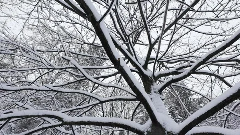 Snow-covered branches create an intricate natural pattern against the winter sky Stock Footage 321829916