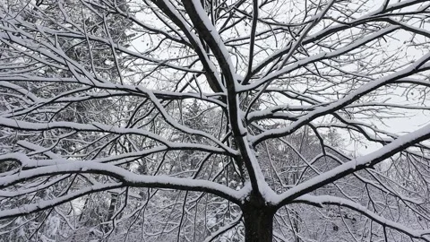 Snow-covered branches create an intricate natural pattern against the winter sky Stock Footage 321829962