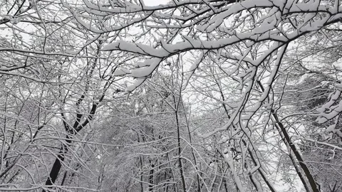 Snow-covered branches create a serene winter landscape.  動画素材 321827539