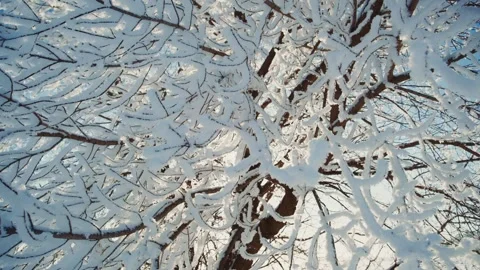 Snow-covered branches create a stunning winter landscape in the forest Stock Footage 303797261