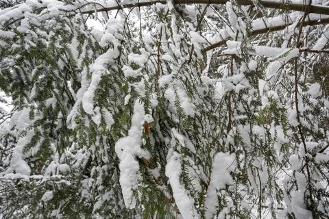 Snow-covered branches create a winter wonderland scene, showcasing the beauty of 스톡 사진