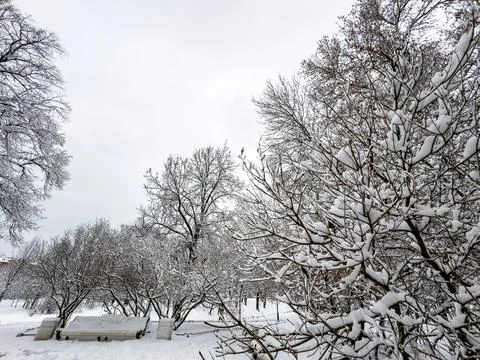 Snow-Covered Branches Creating a Winter Wonderland Stock Photos
