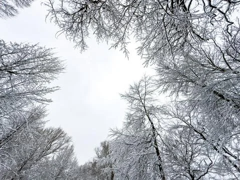 Snow-Covered Branches Creating a Winter Wonderland Stock Photos