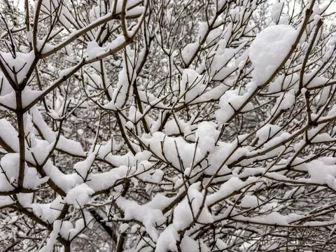 Snow-Covered Branches Creating a Winter Wonderland Stock Photos