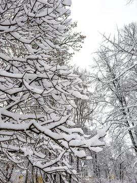 Snow-Covered Branches Creating a Winter Wonderland Stock Photos