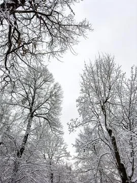 Snow-Covered Branches Creating a Winter Wonderland Stock Photos