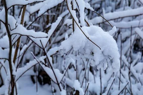 Snow-covered branches of a deciduous tree on a cold winter day Stock Photos