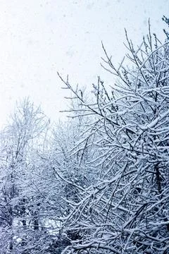 Snow covered branches during snowfall. Tree under snow in forest Stock Photos