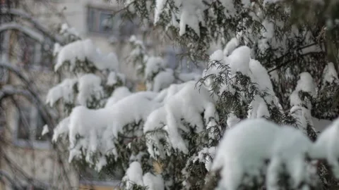 Snow-covered branches of evergreen tree during cold winter day, close up view of Stock-Footage 328359514