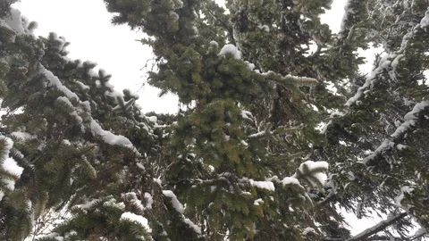 Snow-covered branches of fir tree close-up Stock Footage 122830672