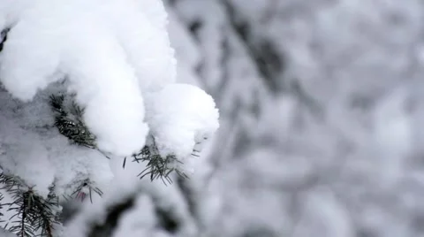 Snow Covered Branches, Focus Shift   Stock Footage 47621189