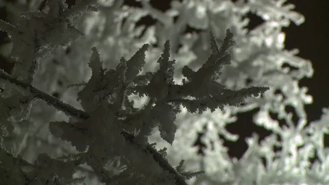 Snow covered branches with focus shift Video stock 84065191