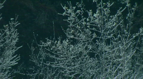 Snow covered branches  Vídeo Stock 591903