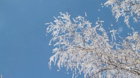 Snow-covered branches Stock Footage 1068174