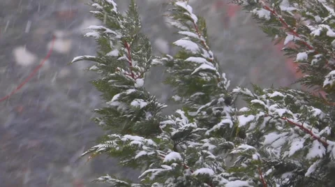 Snow-Covered Branches Stock Footage 36149977
