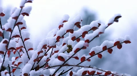 Snow Covered Branches Stock Footage 44344259
