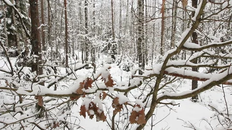 Snow-covered branches Видео 46631475