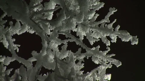 Snow covered branches Video stock 84065036