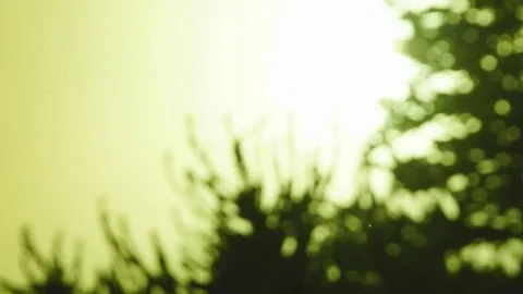 Snow covered branches Stockbeeldmateriaal 85324845