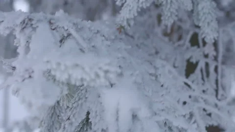 Snow covered branches Stock Footage 100019974