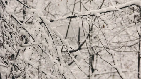 Snow Covered Branches 스톡 동영상 129773314