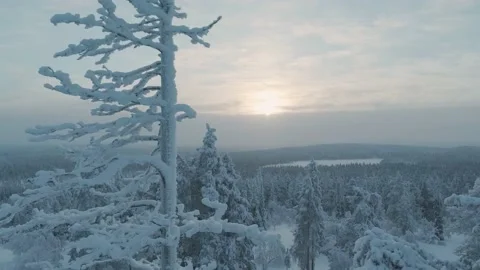 Snow covered branches in foreground with forest in background aerial Stock Footage 218281573